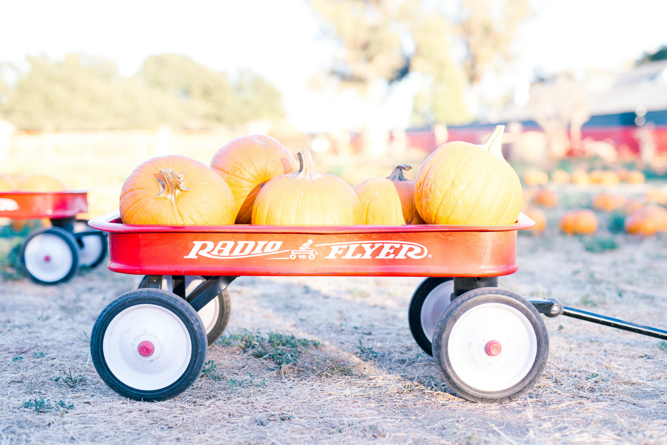 Pumpkins